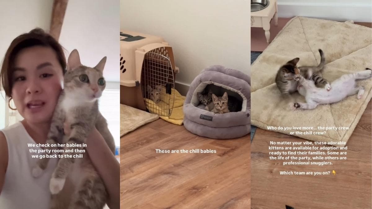 Kocia mama Rosemary i jej kocięta szukają domu