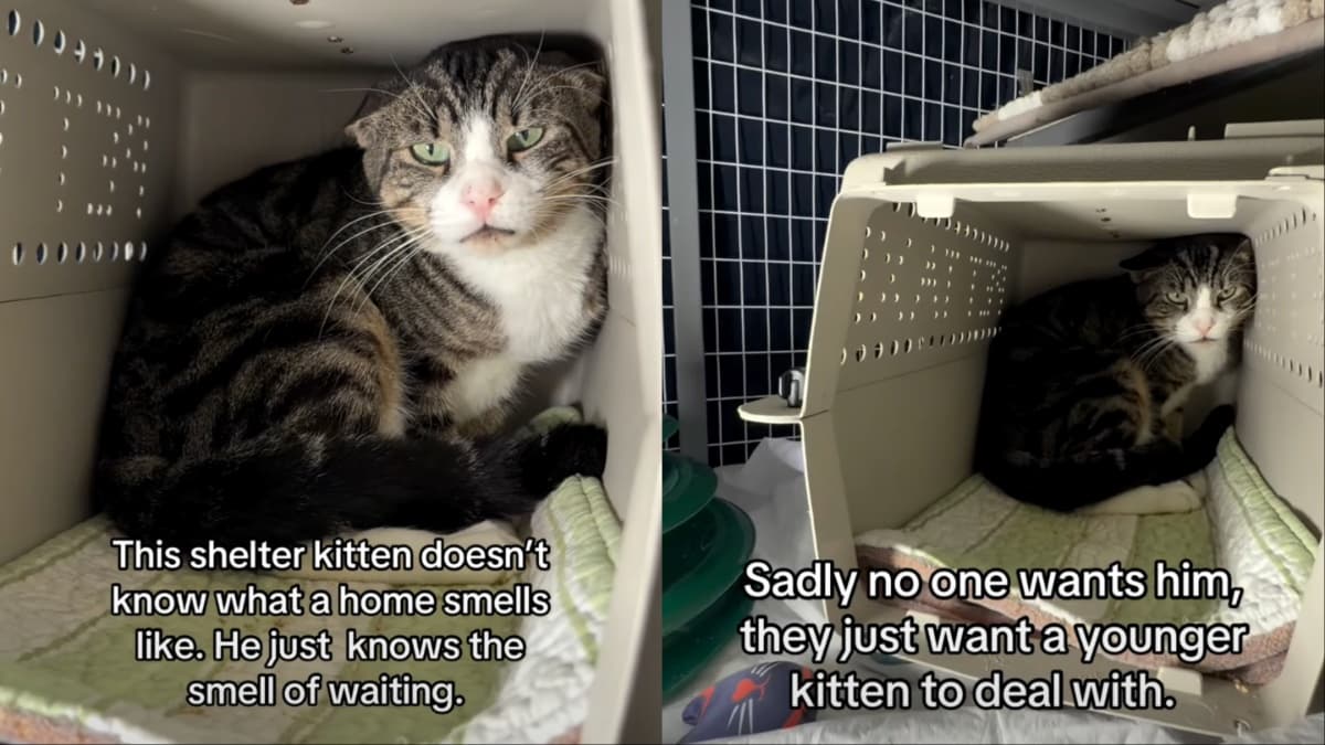 Wzruszające wideo: Kot Jerry ze schroniska "nie zna zapachu domu"