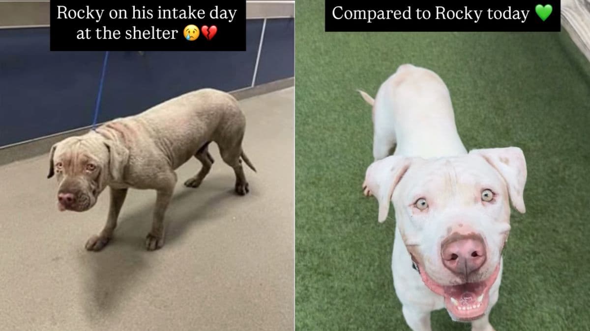 Niesamowita przemiana Rocky'ego: od niepewnego psa schroniskowego do radosnego pupila