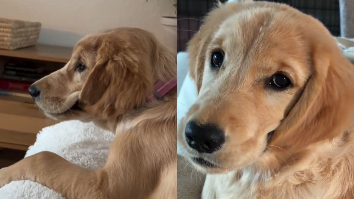 Dlaczego uszy szczeniaka golden retrievera Frankie są zawsze mokre?