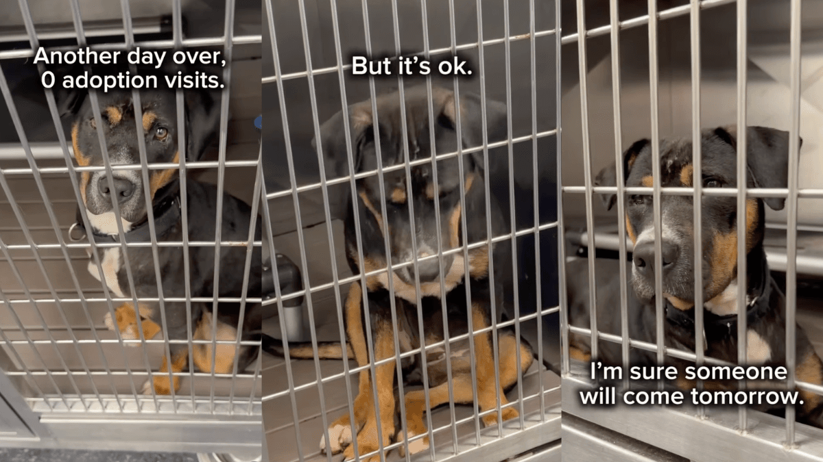 Mable, 10-miesięczna szczenięca, czeka na adopcję w schronisku