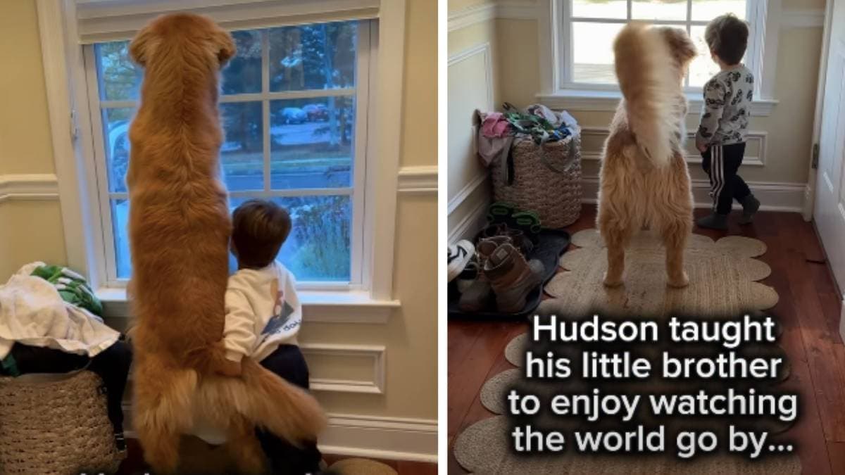 Mały chłopiec kontynuuje wzruszającą tradycję z nowym szczeniakiem po stracie golden retrievera