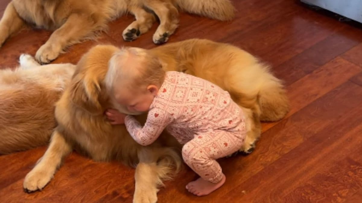 Poranny rytuał małej dziewczynki i jej trzech golden retrieverów podbija sieć