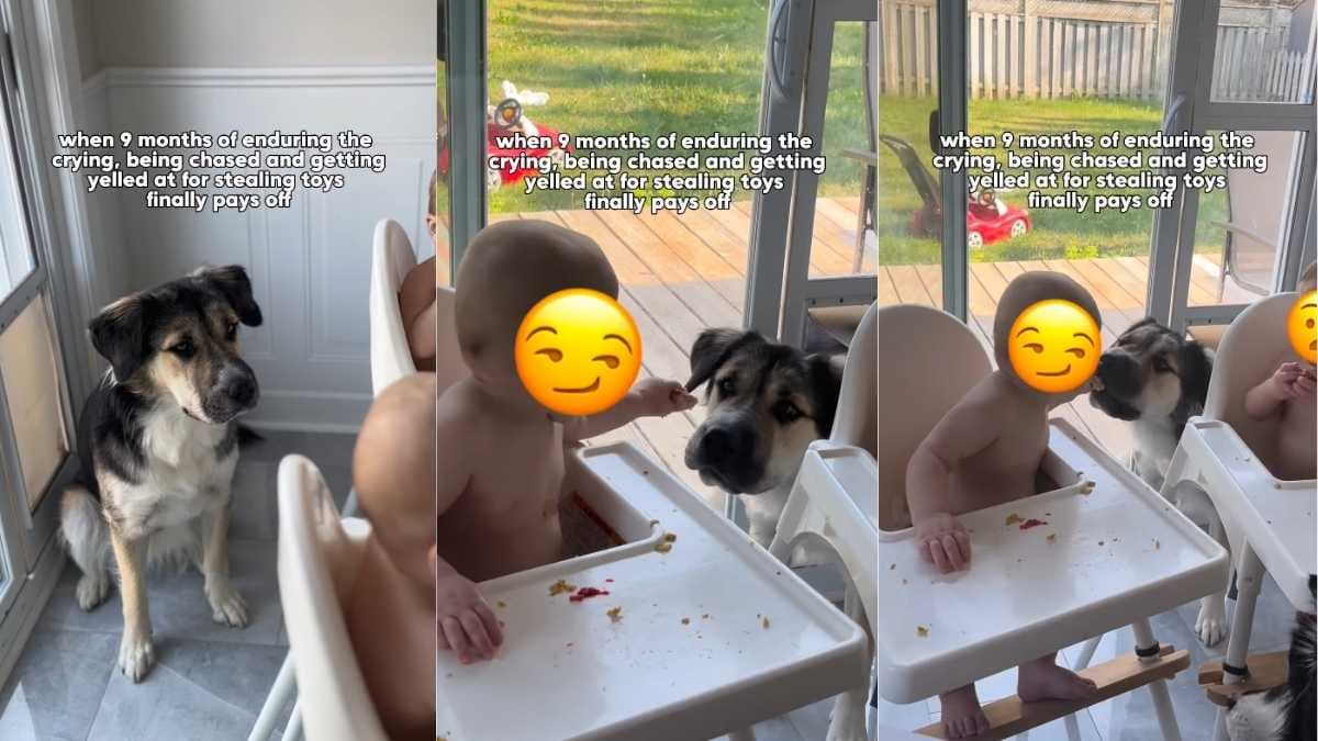 Pies Smuckers cierpliwie czekał na dziecko i doczekał się wyjątkowej nagrody