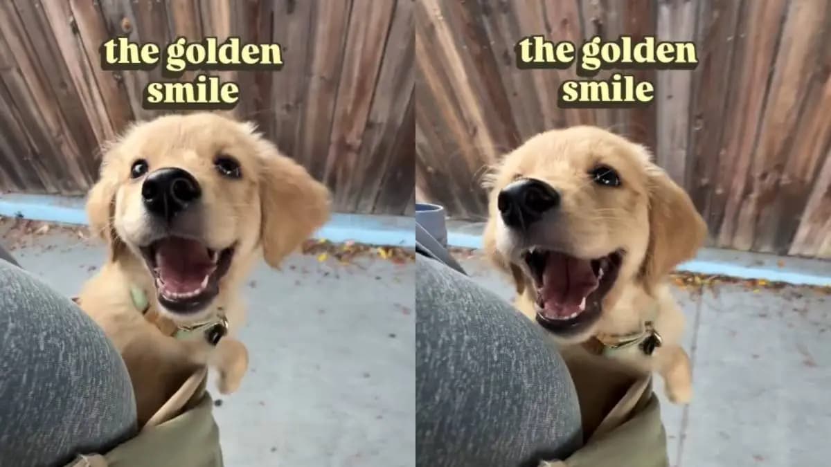 Szczeniak golden retrievera podbija sieć swoim uśmiechem