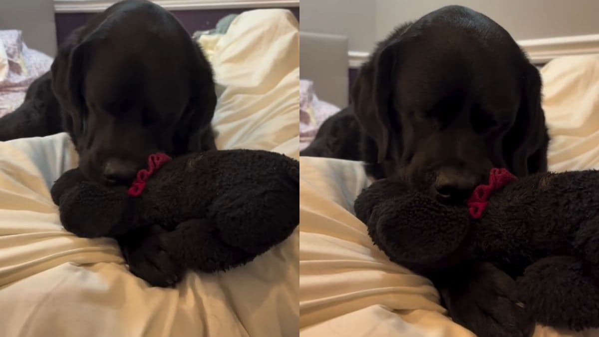 Niezwykła więź labradorki Winnie z ukochaną zabawką