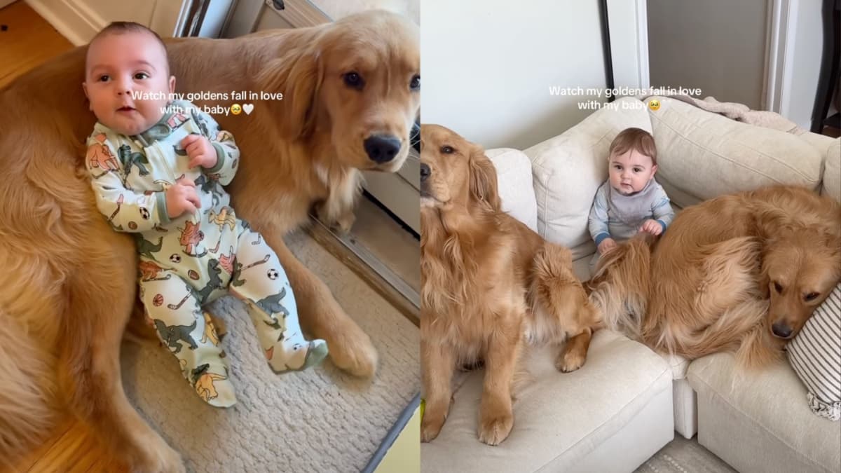 Golden Retrievery i niemowlę: budowanie wspomnień od pierwszych chwil