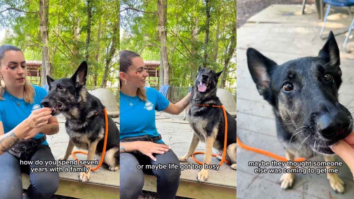 Siedmioletni Levi: Od domowego pupila do zapomnianego psa w schronisku