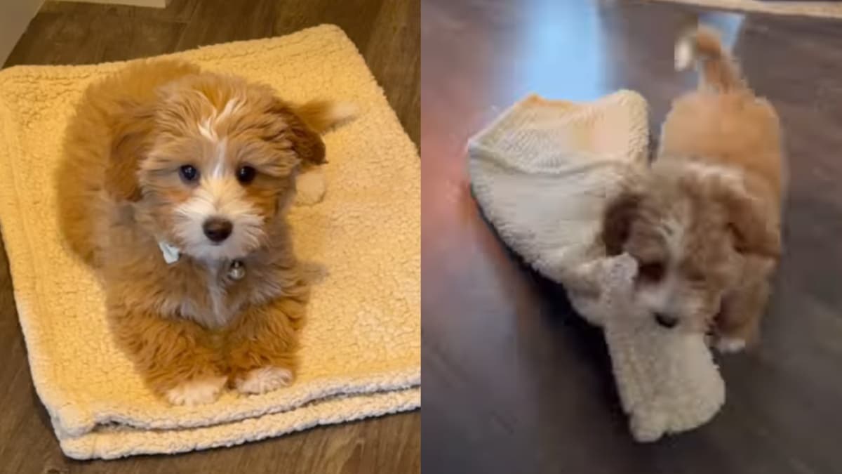 Szczeniak rasy Poodle mix zaskakuje sprytem, wykonując komendę na własnych zasadach