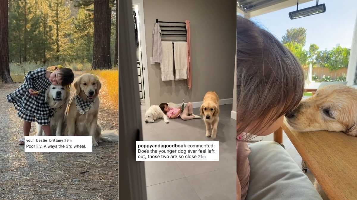 Mała dziewczynka i dwa golden retrievery: jak pogodzić miłość do obu psów?