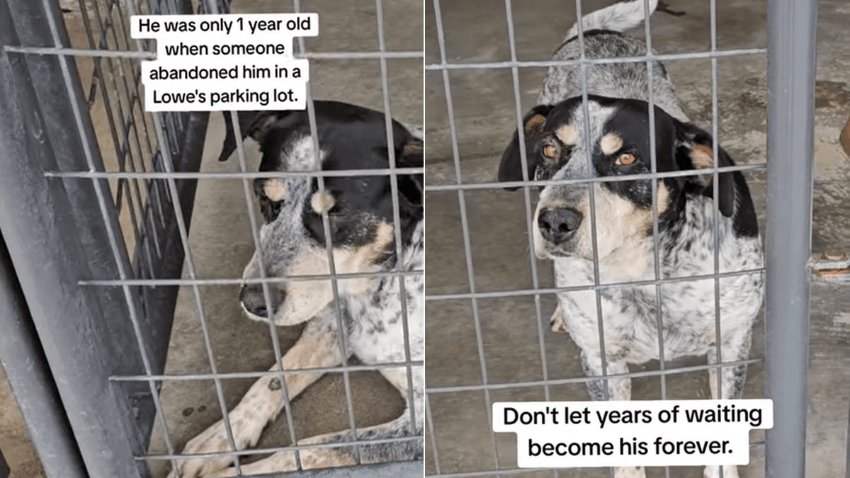 Historia Casha: Pies ze schroniska, który stracił nadzieję na adopcję