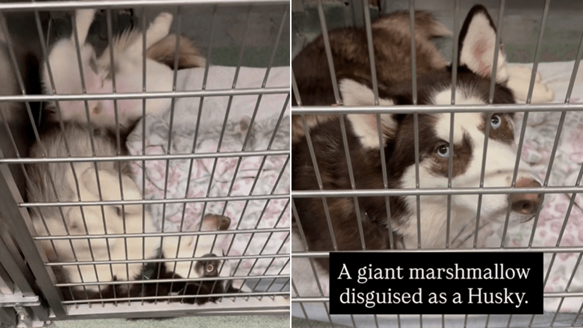 Poruszająca historia husky'ego Yukona porzuconego przez właścicieli