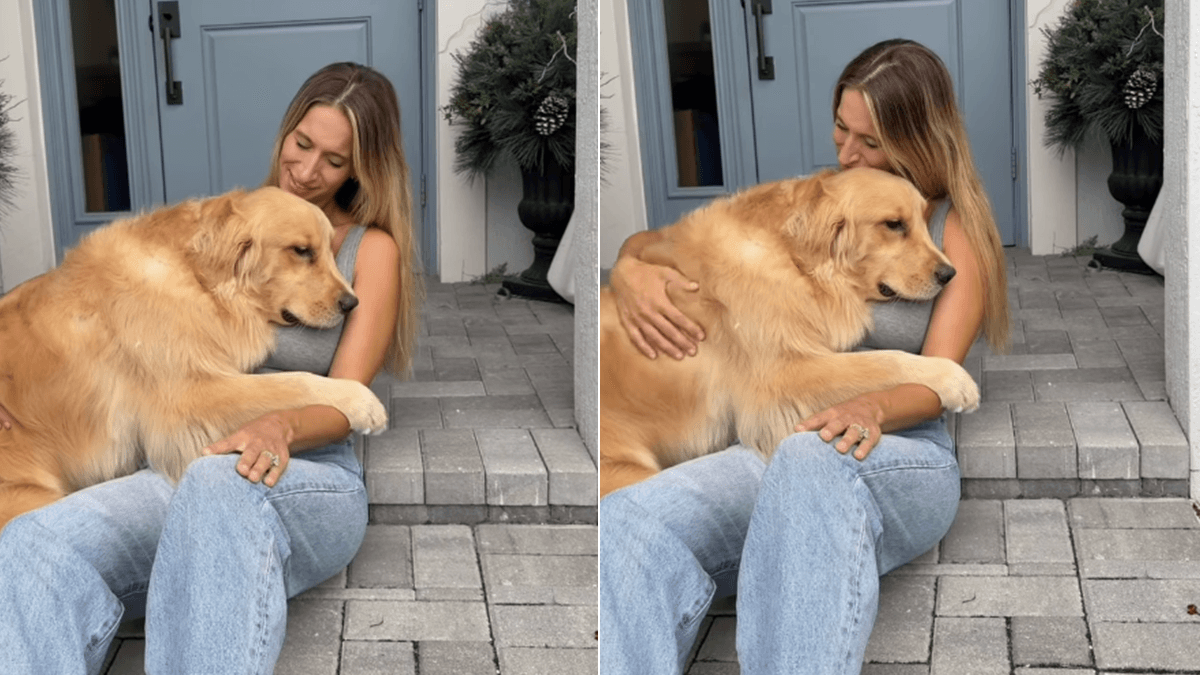 Wzruszające powitanie Golden Retrievera po powrocie opiekunki z podróży