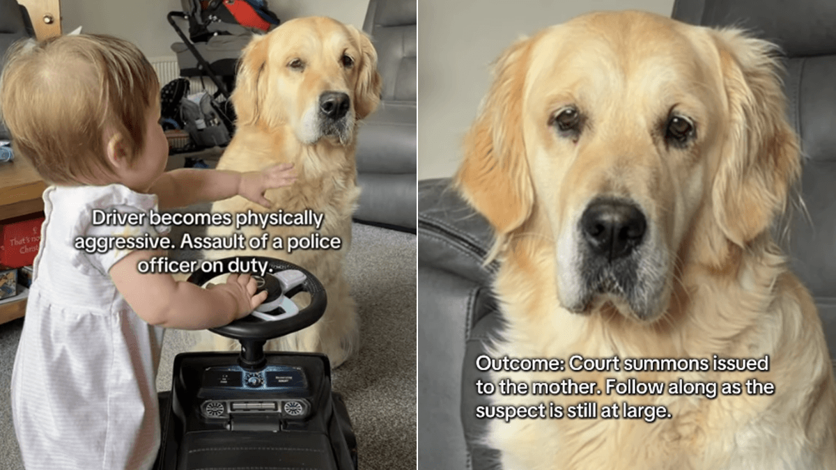 Golden retriever Toffee czuwa nad bawiącą się Phoebe