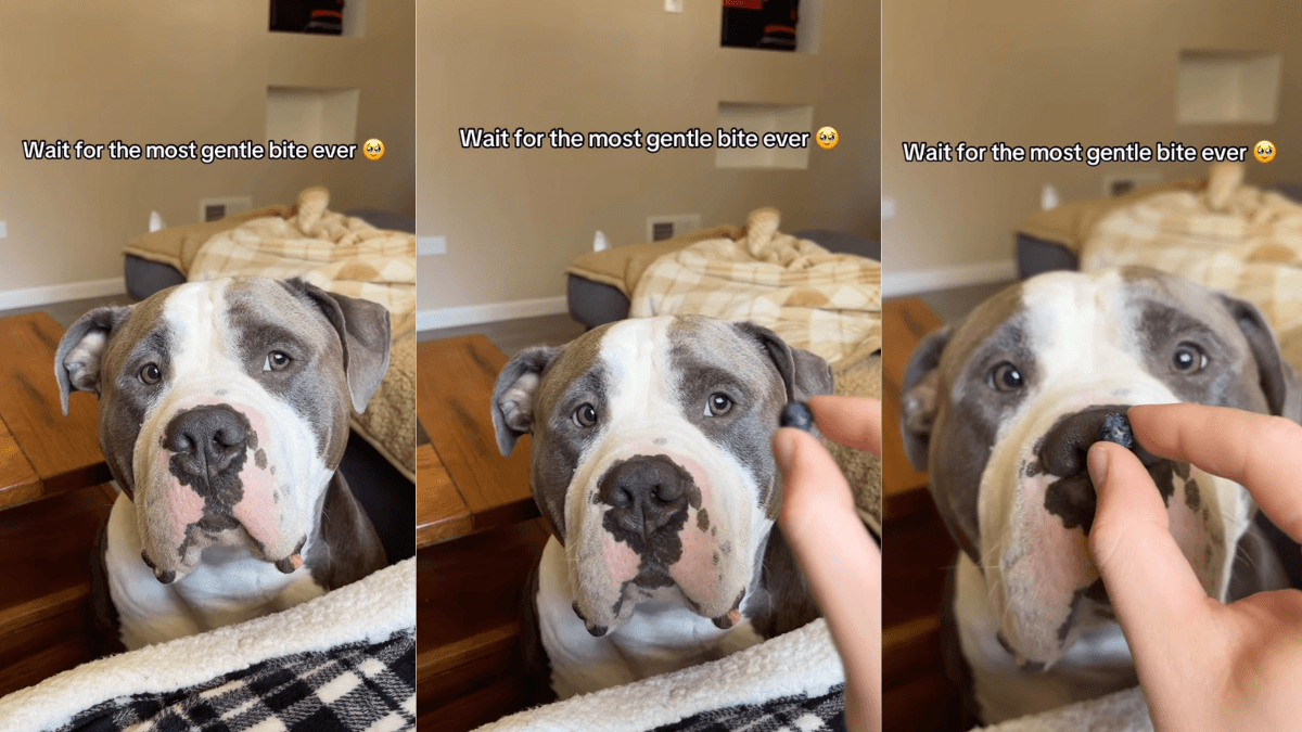 Reggie, American Bully o łagodnym sercu, podbija internet