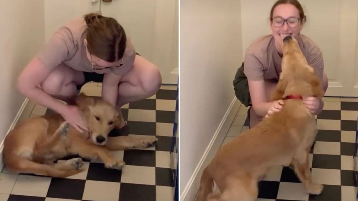 Wzruszające powitanie: Golden retriever Baker czeka na powrót opiekunki