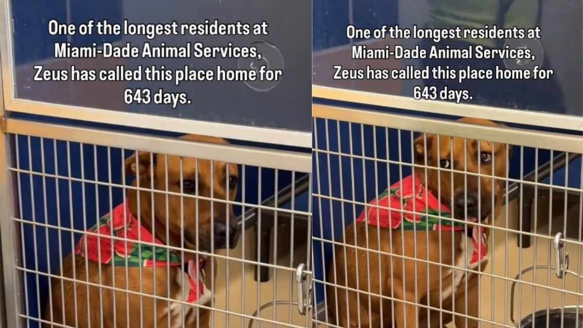 Zeus, pies ze schroniska, czeka na dom od ponad 600 dni