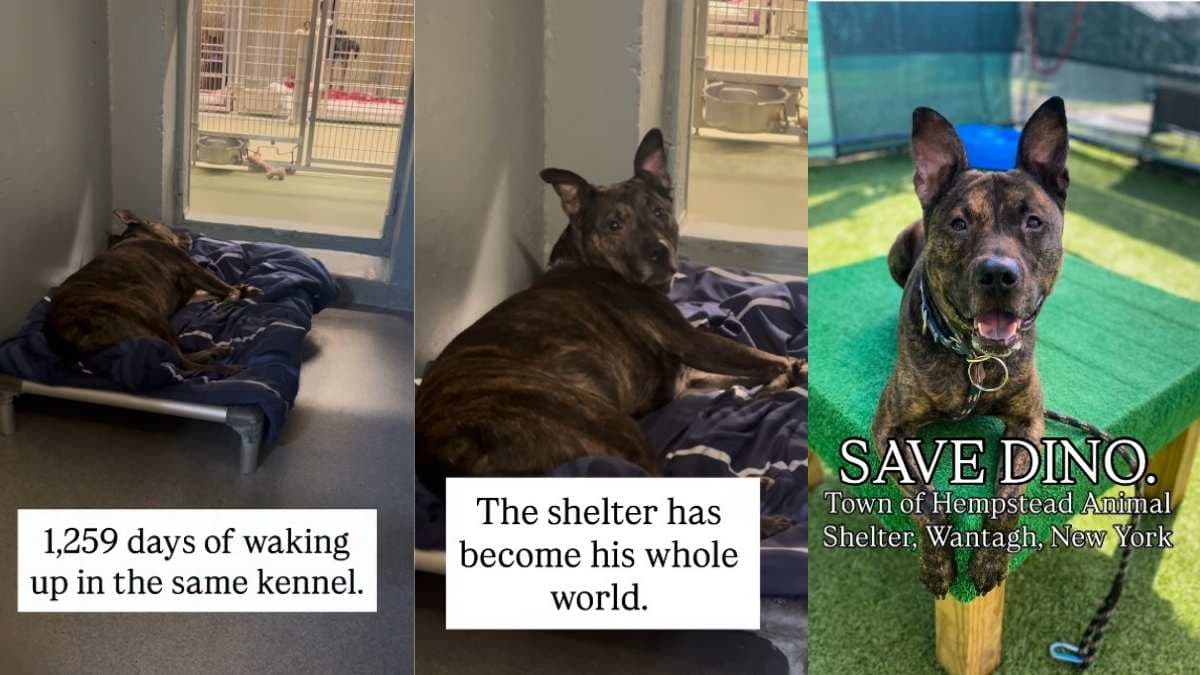 Pies Dino spędził ponad 1000 dni w schronisku, czekając na adopcję
