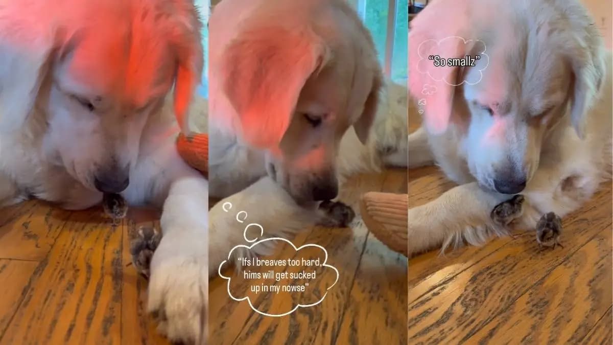 Golden retriever Boojeaux i jego niezwykłe spotkania z pisklętami przepiórek