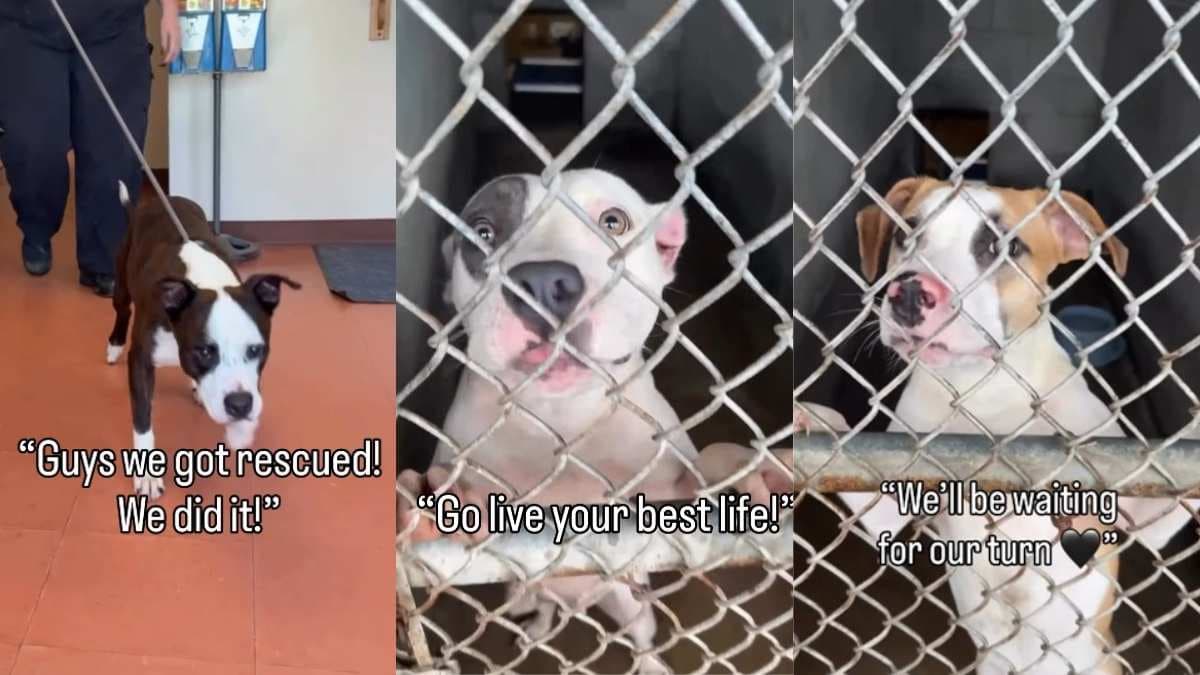 Wzruszająca adopcja BingBonga: pies ze schroniska żegna się z przyjaciółmi