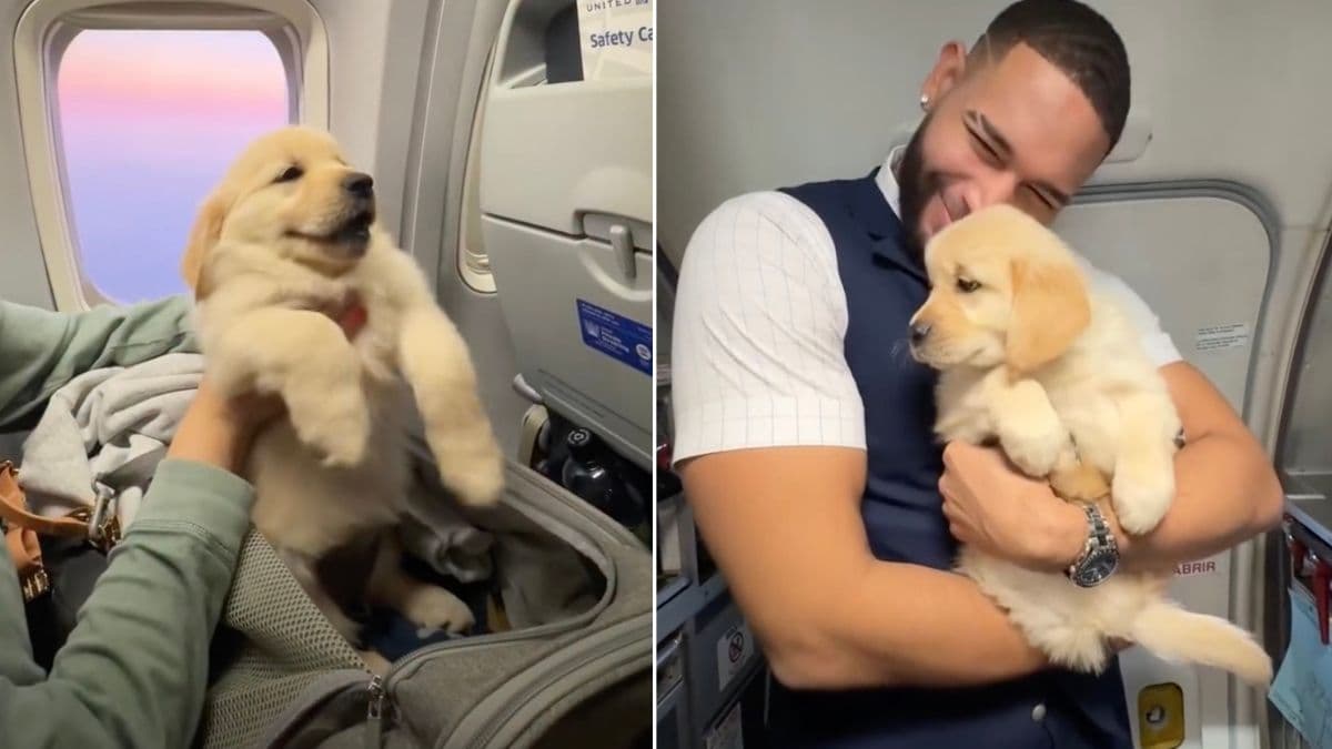 Szczeniak golden retrievera podbija serca na pokładzie samolotu