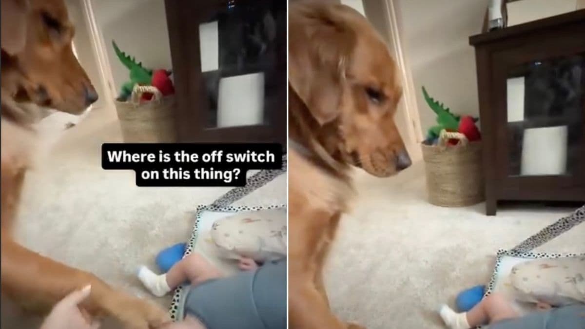 Golden retriever Lola i jej pierwsze spotkanie z noworodkiem