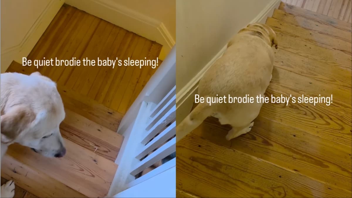 Labrador Brodie wie, jak zachować ciszę, gdy dziecko śpi