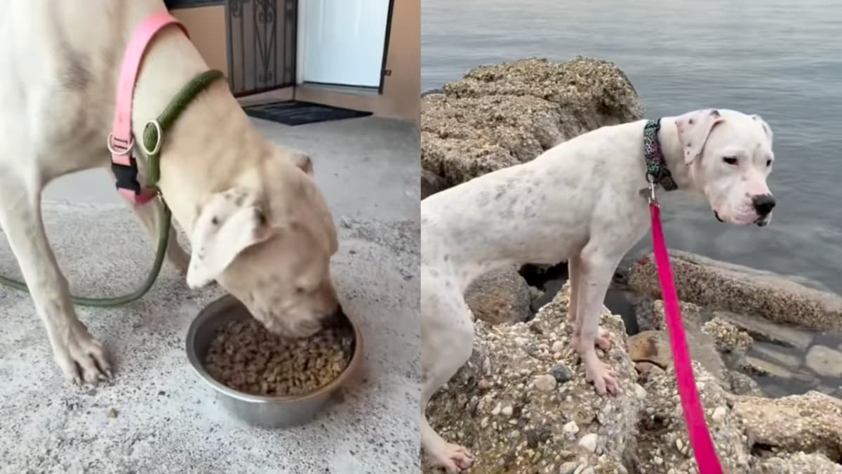 Barbie, bezdomna suczka, szukała pomocy od drzwi do drzwi