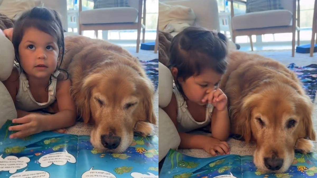 Złoty retriever Sawyer blokuje książkę małej dziewczynce