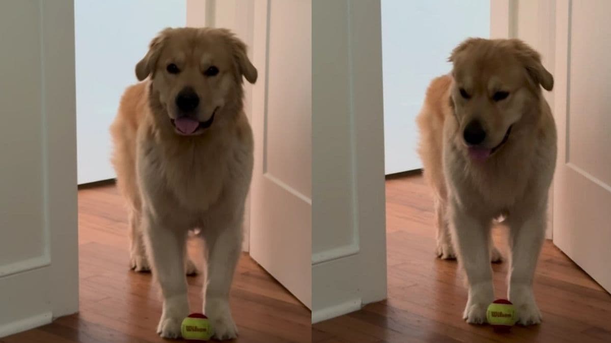 Golden retriever Moose: dwie poranne spacery to za mało?
