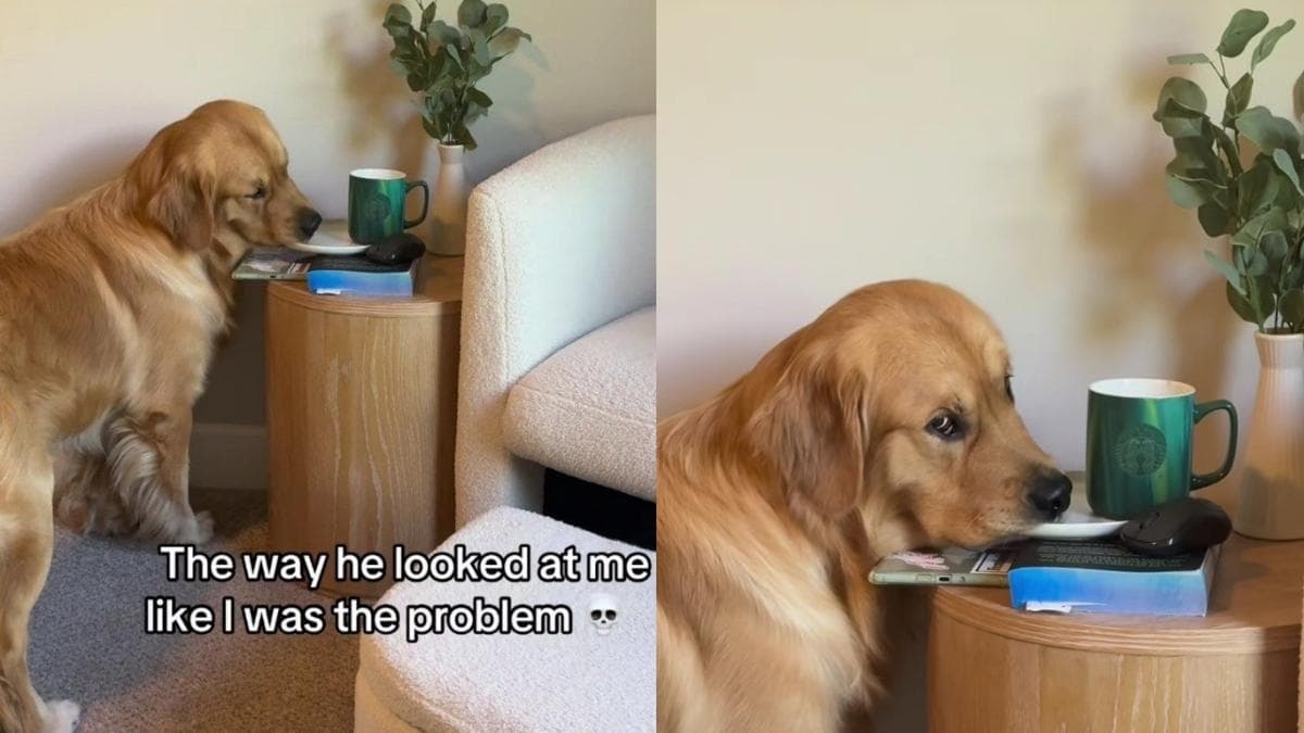 Golden retriever Cheddar i jego słynne spojrzenie po przerwaniu posiłku