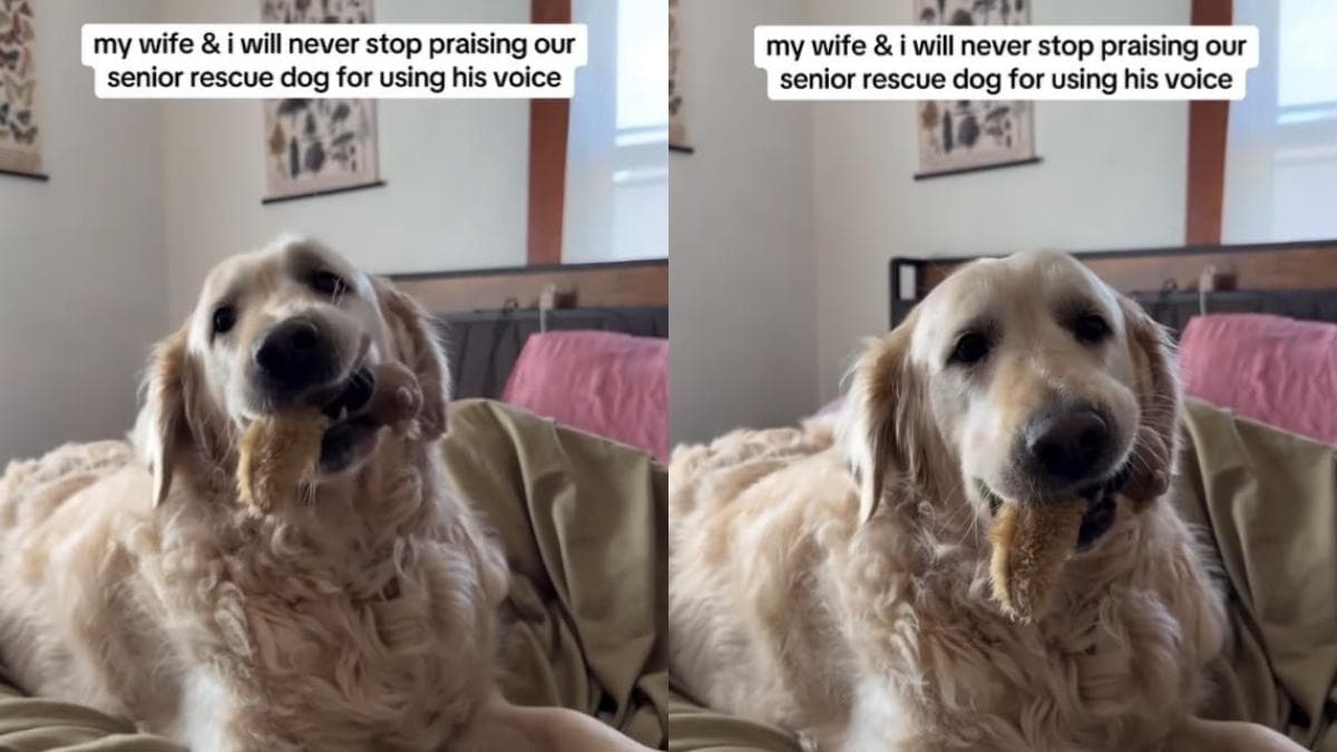 Starszy golden retriever po latach ciszy odnajduje głos i radość