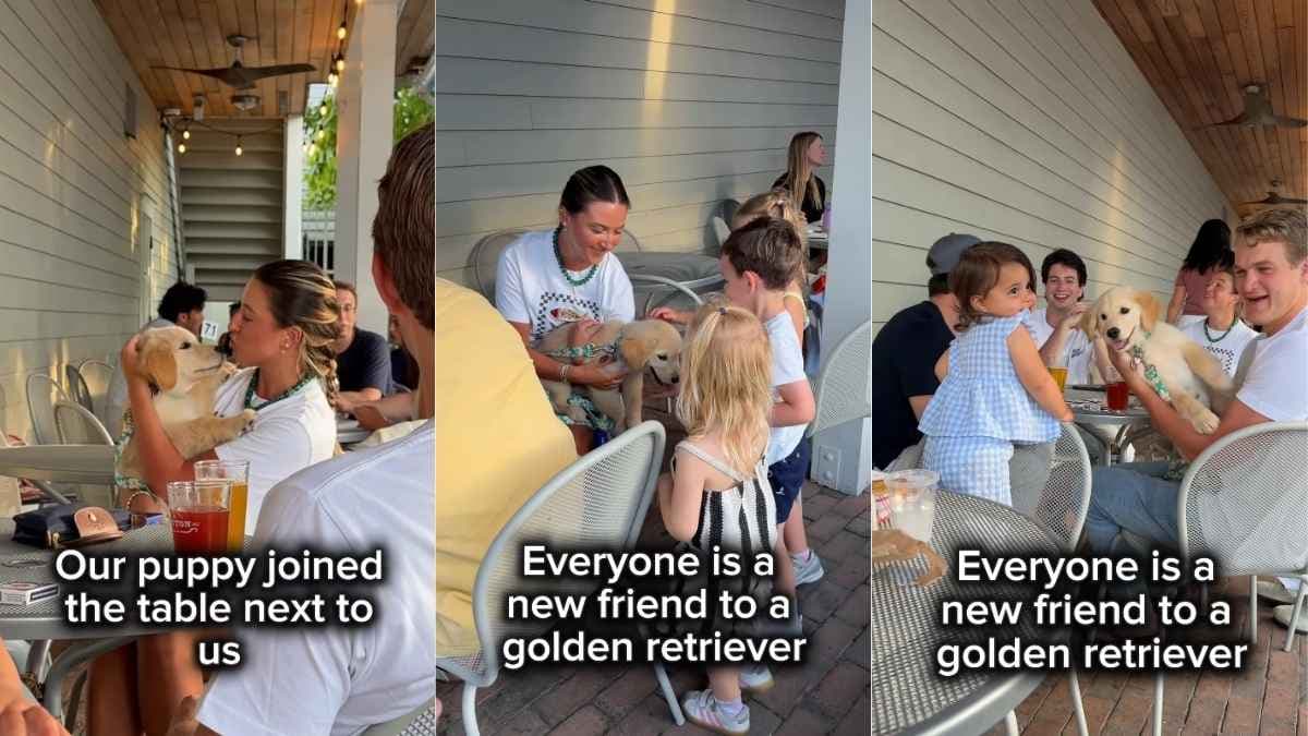 Szczeniak Golden Retrievera rozbawia gości restauracji, witając wszystkich