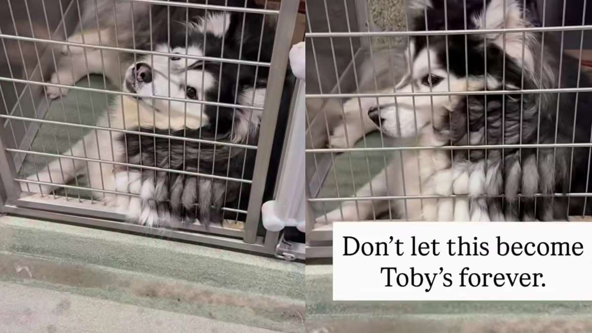 Pies Toby od 62 dni czeka na dom w schronisku