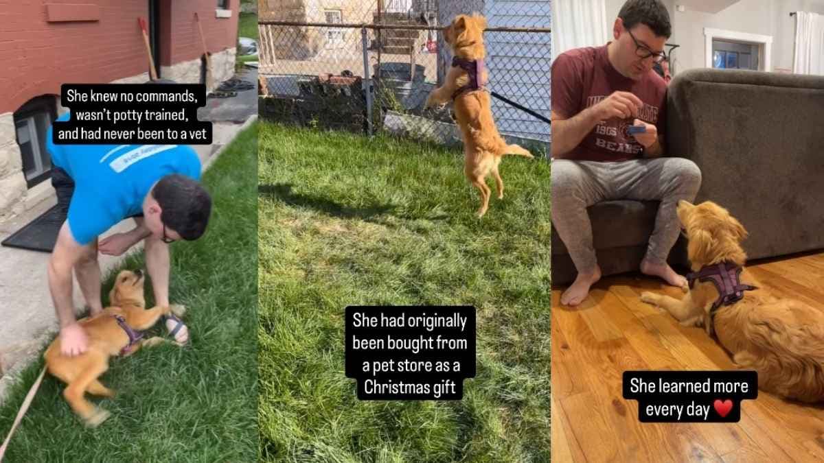 Szczenię golden retrievera, Maple, znalazło dom po tym, jak poprzedni właściciele uznali ją za „zbyt absorbującą”