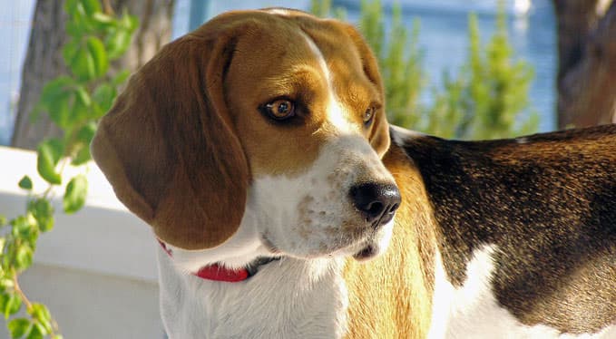 Jak poprawić kondycję skóry i sierści beagle'a? Klucz do zdrowia leży w diecie