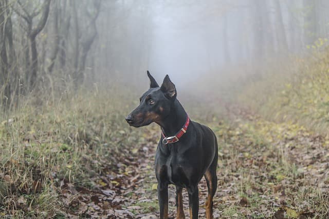 Jak wybrać najlepszy lokalizator aktywności dla dobermana? Przewodnik 2026