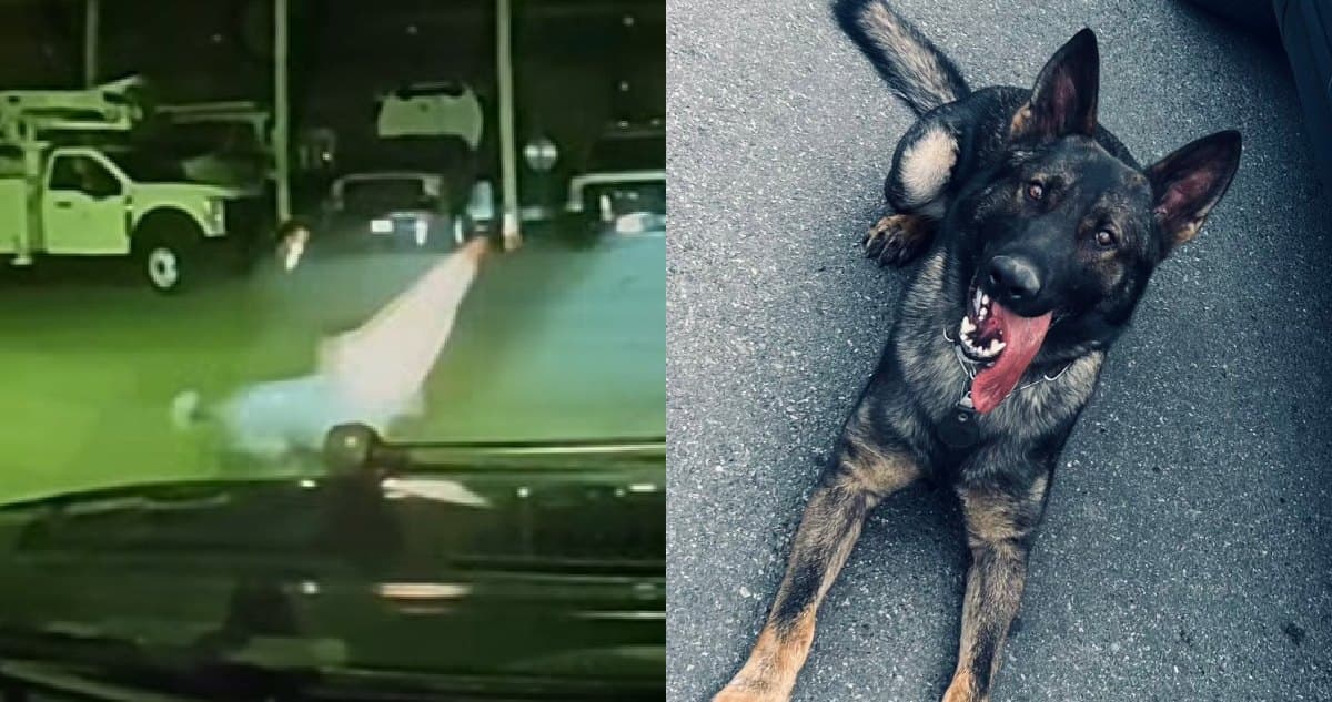 K9 Adonis: Od służby w policji do gwiazdy internetu dzięki… pachołkowi drogowemu