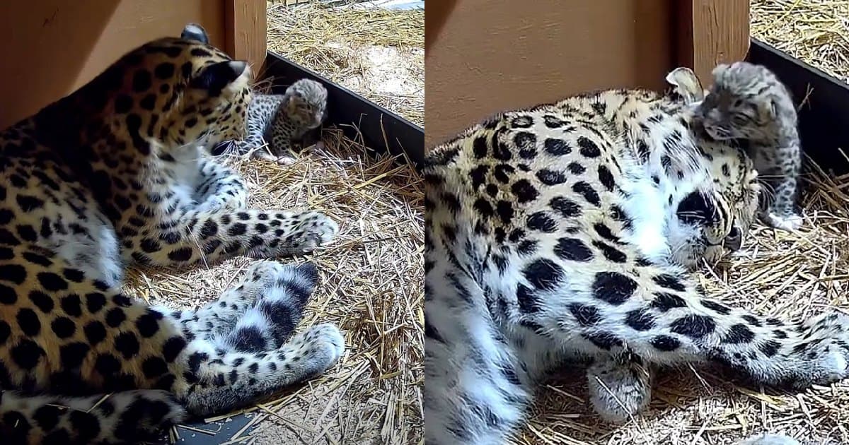 Historyczne narodziny lamparta amurskiego w Cleveland Metroparks Zoo