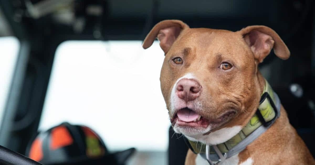 Wzruszająca historia Jake'a: Strażacy adoptują psa bezdomnego weterana