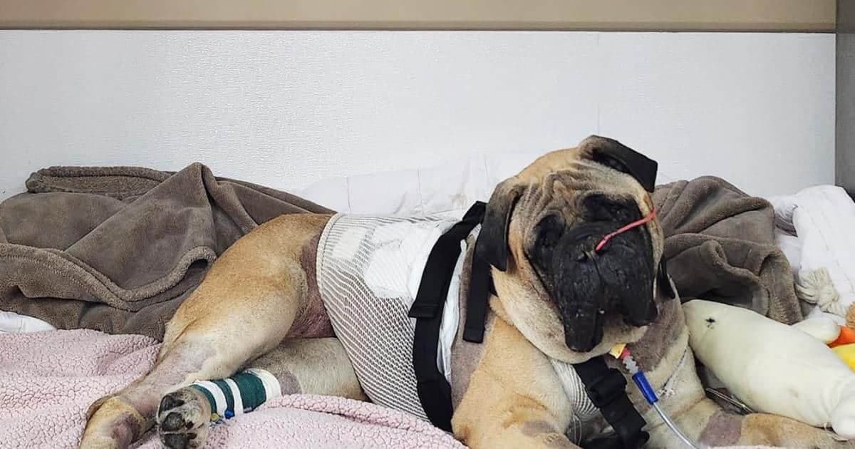 Bullmastiff Penny przeżyła wypadek z traktorem i wraca do zdrowia