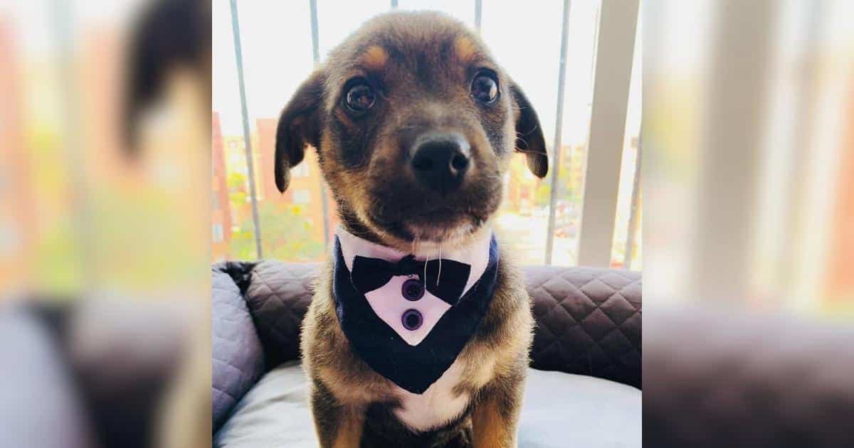 Szczeniak w smokingu porzucony w dniu adopcji – historia Vicente
