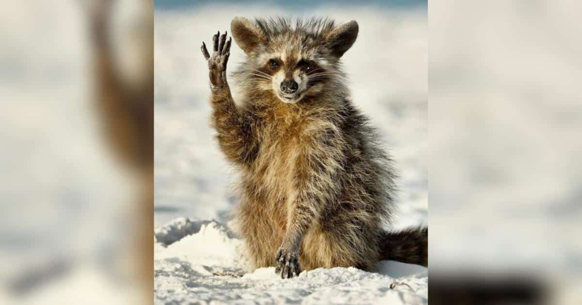 Nikon Comedy Wildlife Awards: Dekada śmiechu i ochrony dzikiej przyrody