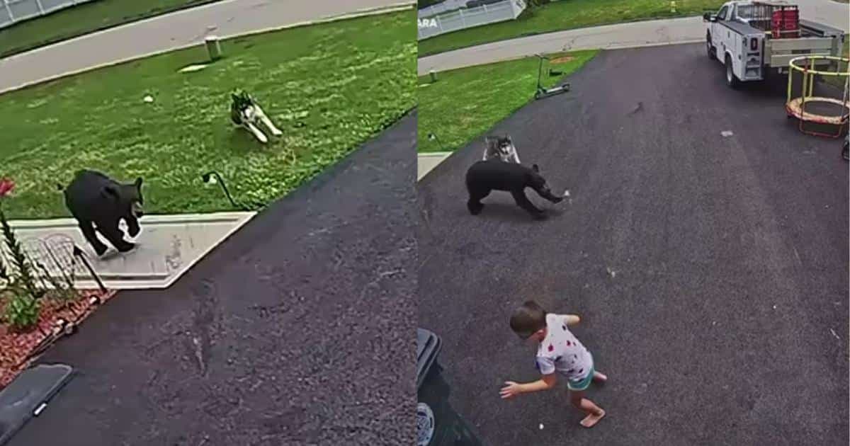 Husky Bella bohatersko obroniła 6-latka przed szarżującym niedźwiedziem