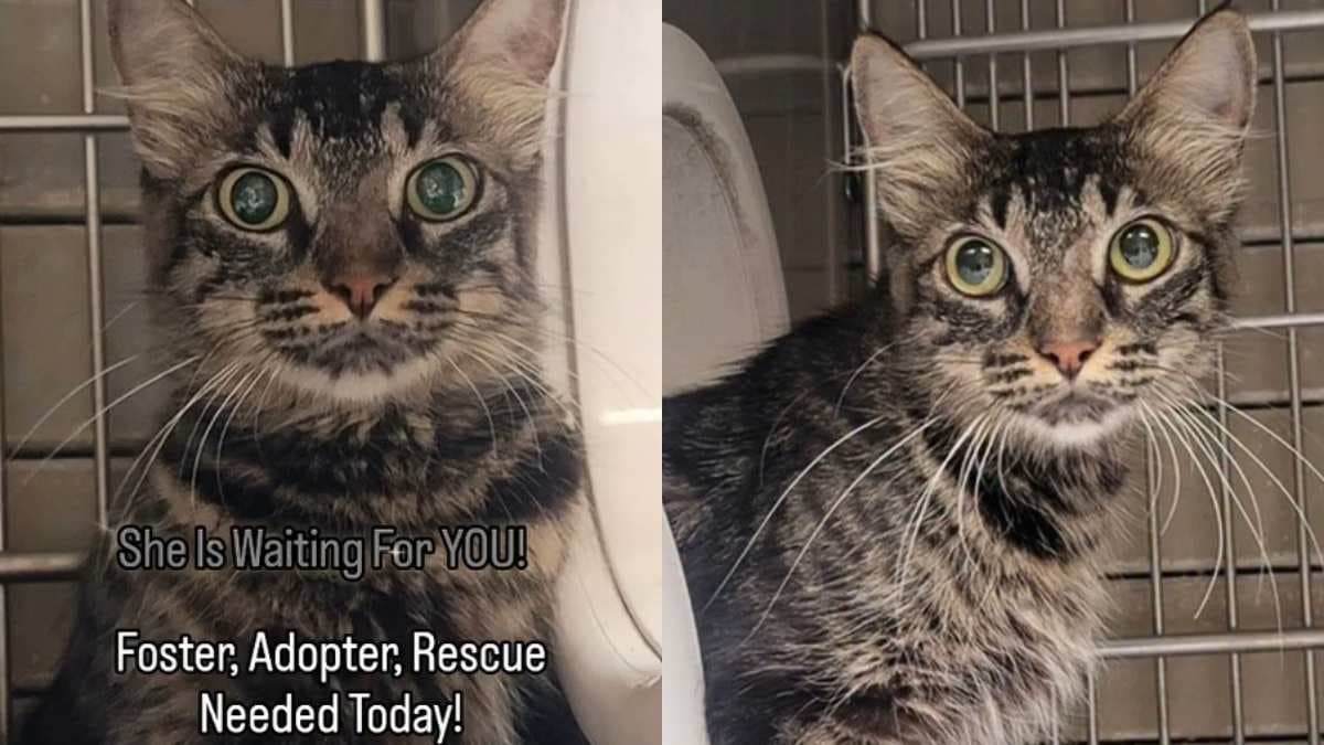 Lidia, roczna kotka ze schroniska, czeka na adopcję w trudnych warunkach