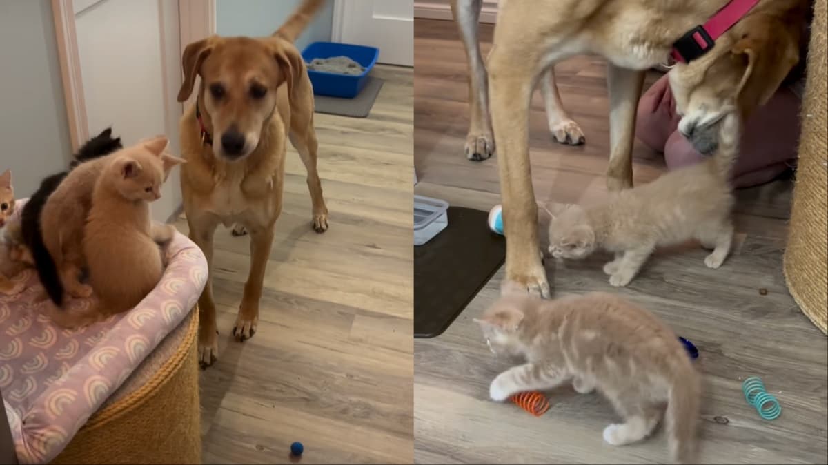 Boomer, pies, który został „kocim tatą” dla małych kociąt