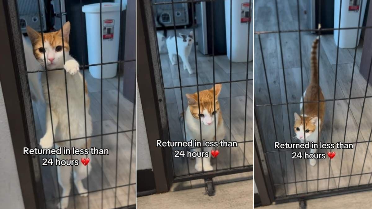 Kot Twinkie wrócił do schroniska po mniej niż 24 godzinach od adopcji