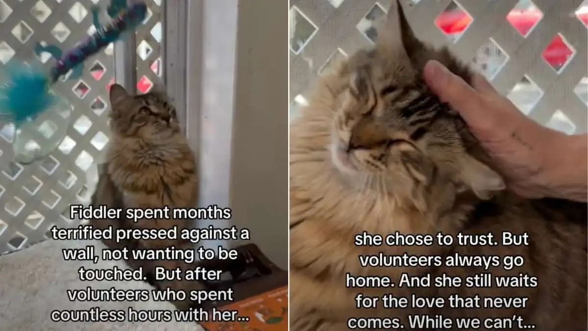 Fiddler, kotka uratowana przed burzą, wciąż czeka na adopcję