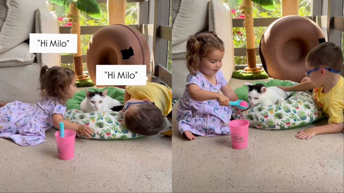 Milo, kot, który podbił serca dzieci i internetu
