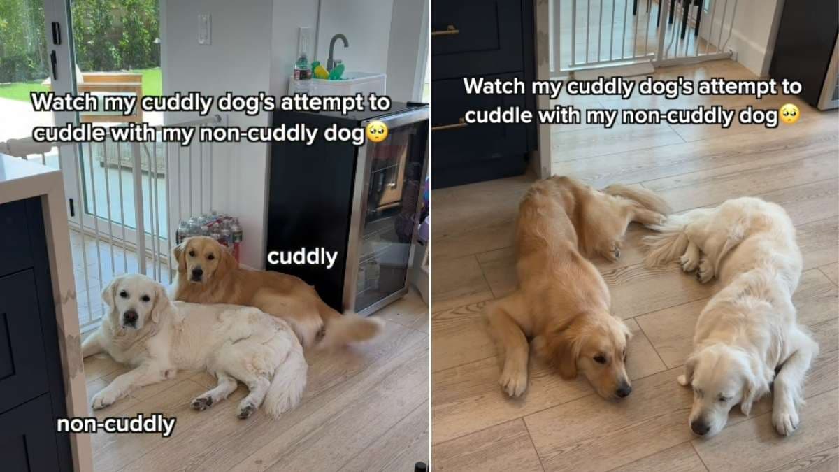 Urocze Golden Retrievery: jedna siostra kocha czułości, druga ceni przestrzeń